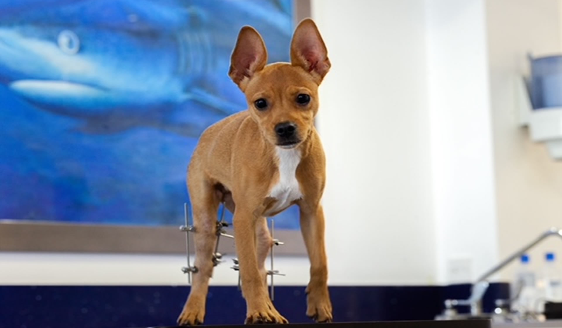 CYVETS Veterinary Center